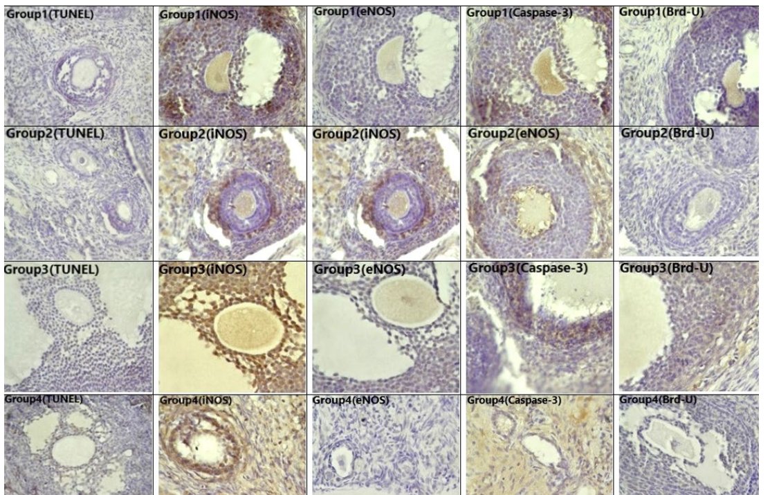 图3:TUNEL分析后对1组,2组,3组和4组卵巢组织进行的opoptotic分析:X400.
