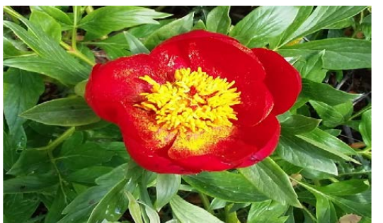 图1 Uşak-Itecik Tulip(来自Uşak-Itecik高地)
