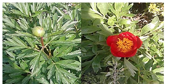 图2:Uşak-Itecik Tulip in Bud and Fully-Bloomed的图案