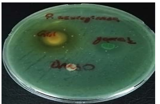 图4:Itecik Tulip的抗微生物活动-P. Aerouginosa